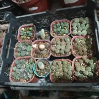 گل گیاه کاکتوس|گل و گیاه طبیعی|قم, پردیسان|دیوار