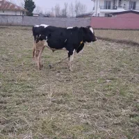 گوساله سیمنتال نر