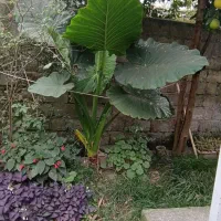 گل و نهال درخت|گل و گیاه طبیعی|ماسال, |دیوار