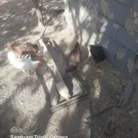 مرغ و خروس لاری