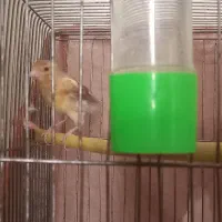 قناری نر|پرنده|هشتگرد, شهرک صبا سوله|دیوار