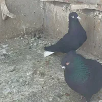 کبوتر جفتگاه
