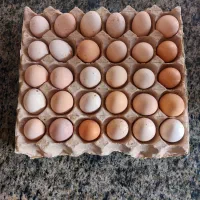 تخم مرغ محلی لاری وگاهادوزرده تازه تازه