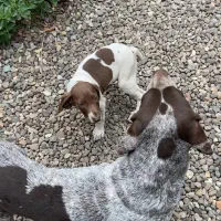 توله شکاری گمشده در لنگرود|سگ|لنگرود, |دیوار