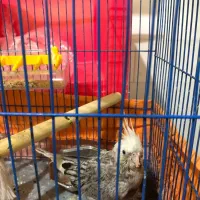 عروسی هلندی