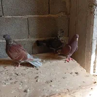 یه جوفت سرخ ویه کفتر دیگه سه تاش 750تومن