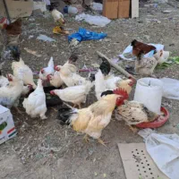 فروش خروس گلپایگانی برهما و سلطان|حیوانات مزرعه|هشتگرد, هشتگرد قدیم|دیوار