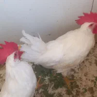 خروس سفید