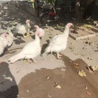 بوقلمون|حیوانات مزرعه|بیستون, |دیوار