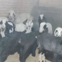 سلام بره هم داشت هم قصابی