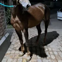 مادیان فروشی