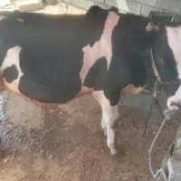گوساله نر