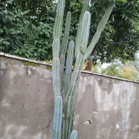 کاکتوس|گل و گیاه طبیعی|گتاب, |دیوار