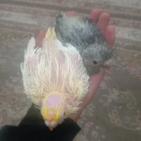 جوجه عروس|پرنده|تایباد, |دیوار