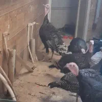 بوقلمون فروشی