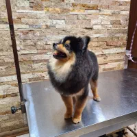 آرایشگر حیوانات خانگی