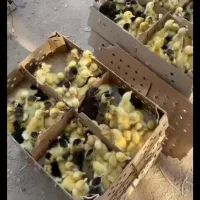 جوجه اردک سالم وتمیز