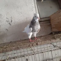 کبوتر طوقی و....