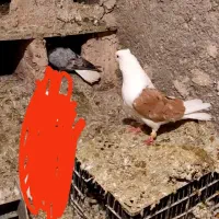 نر شو زرد خال سیا