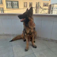 سگ ژرمن جهت کشش(جفت گیری)