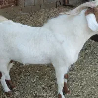 چپش جوان وعالی