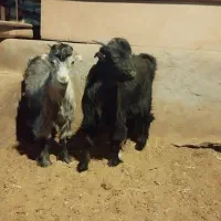 بز بزغاله|حیوانات مزرعه|چادگان, |دیوار