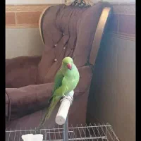 طوطی ملنگو|پرنده|کرمانشاه, |دیوار