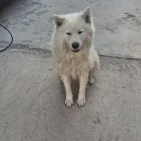 سگ سوئیس شپرد نر هشت ماهه
