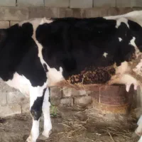 گاو مونت شیری