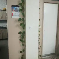 پتوس|گل و گیاه طبیعی|شاهینشهر, مسکن مهر|دیوار