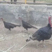 فروش بوقلمون برنز آمریکائی