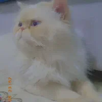 جفتگیری گربه