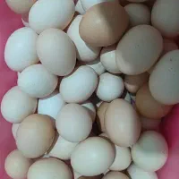 تخم مرغ محلی