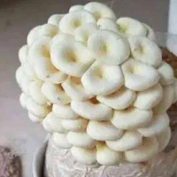 قارچ  خوراکی|خوردنی و آشامیدنی|قائم‌شهر, |دیوار