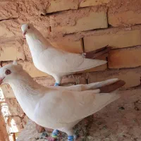 کبوتر دم سرخ کاکلی جفت|پرنده|مشهد, خین عرب|دیوار
