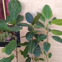 حراج گل وگلدان