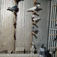 12تا کبوتر بهبونی|پرنده|شیراز, ارم|دیوار