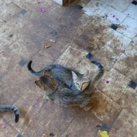 گربه|گربه|قم, دروازه ری|دیوار