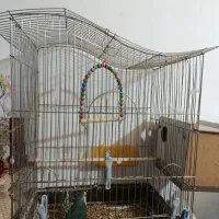 کوتوله یا طوطی برزیلی|پرنده|طرقبه, |دیوار