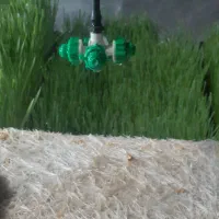 علوفه هیدروپونیک تازه گندم و جو|حیوانات مزرعه|نسیم‌شهر, |دیوار