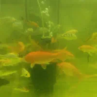 کوی باله بلند و کوی باله کوتاه