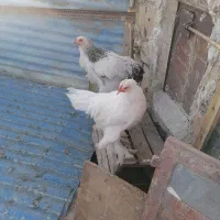برهما اصلی