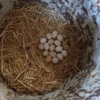 تخم مرغ محلی اصل نطفه دار