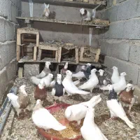 فروش یکجا کبوترطوقی