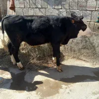 گوساله نر|حیوانات مزرعه|نوشین شهر, |دیوار