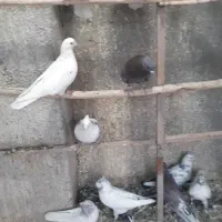 کفتر خوب .قفس .جوجه پرون غلامی|پرنده|ری, ولی آباد|دیوار