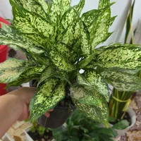 نیروی کار فعال و پر تلاش و علاقمند