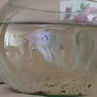 دو جفت ماهی فایتر کلکسیونی کمیاب|ماهی|مشهد, سازمان آب|دیوار