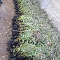 درخت اکالیپتوس