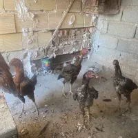 مرغ لاری|حیوانات مزرعه|تهران, بهارستان|دیوار